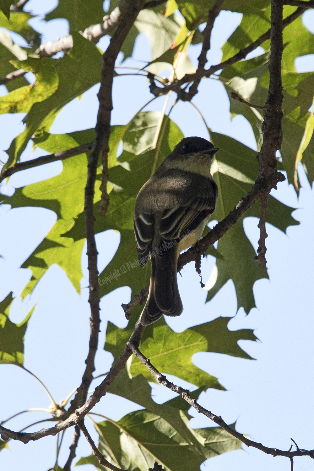 Eastern Phoebe, Bayonne, NJ 2017